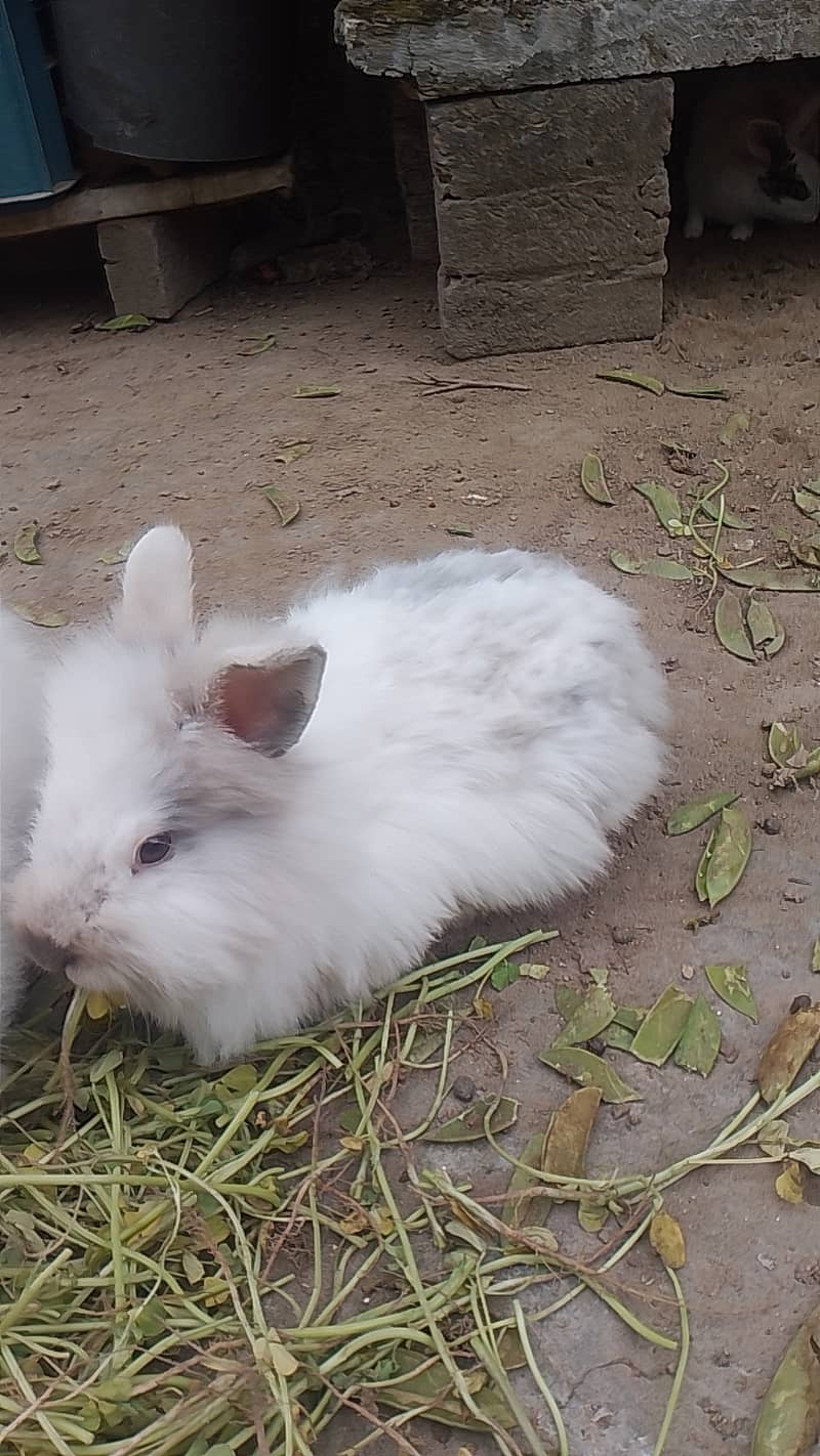 Rabbits for sale 1