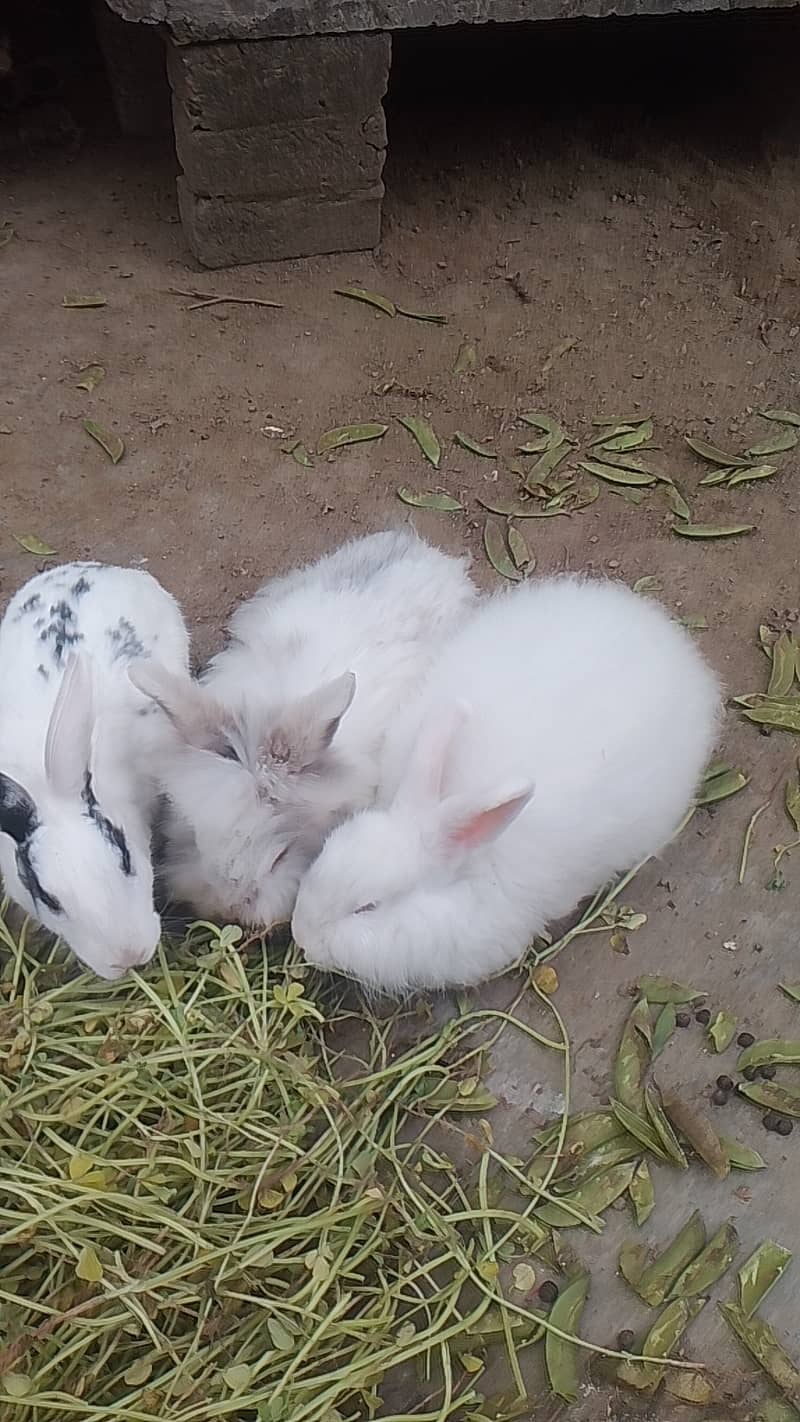 Rabbits for sale 2