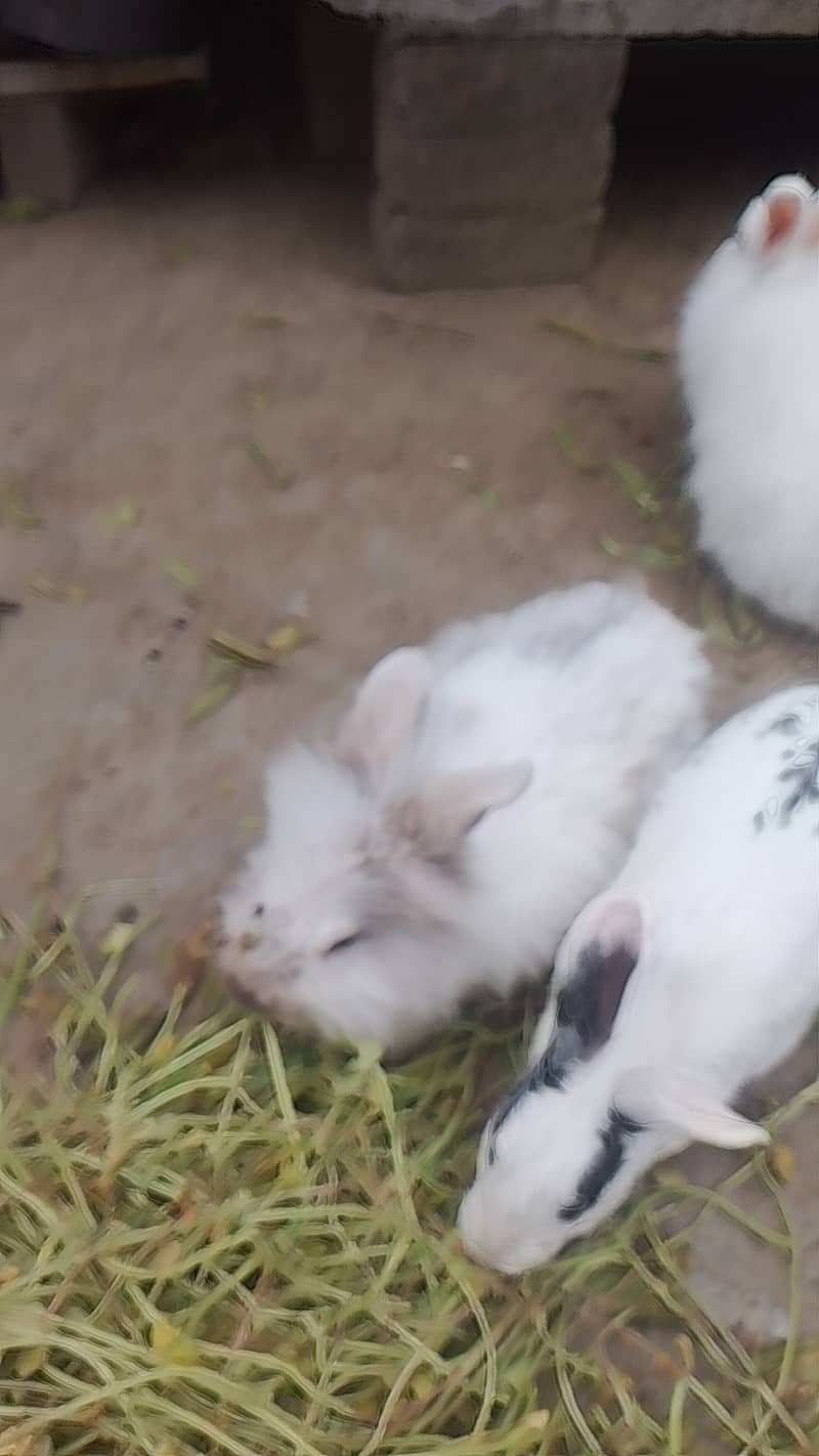 Rabbits for sale 3