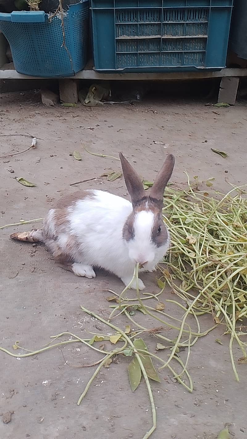 Rabbits for sale 4