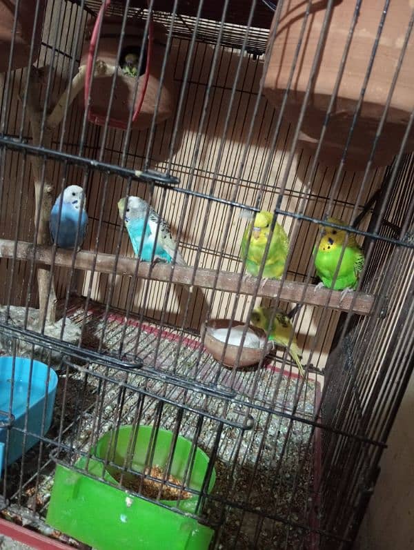 Australian parrots for sale in handsome price 0