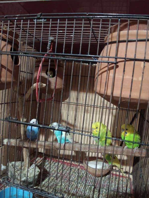 Australian parrots for sale in handsome price 1