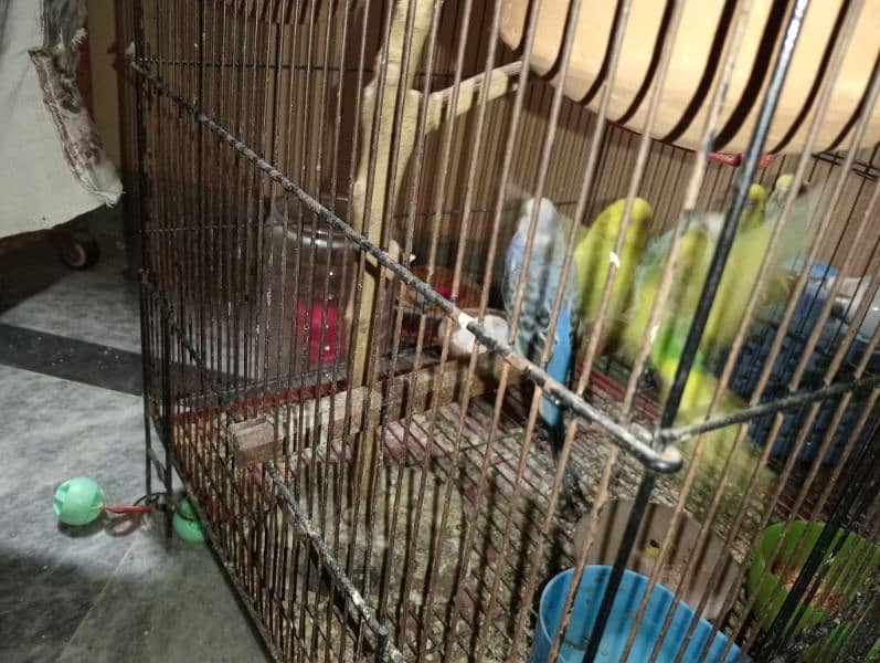 Australian parrots for sale in handsome price 2