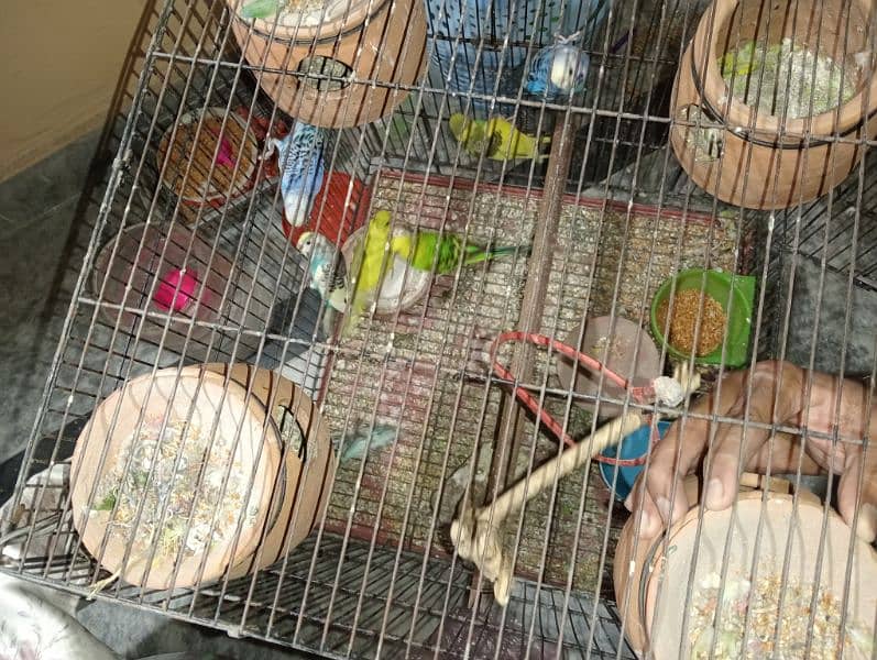 Australian parrots for sale in handsome price 3