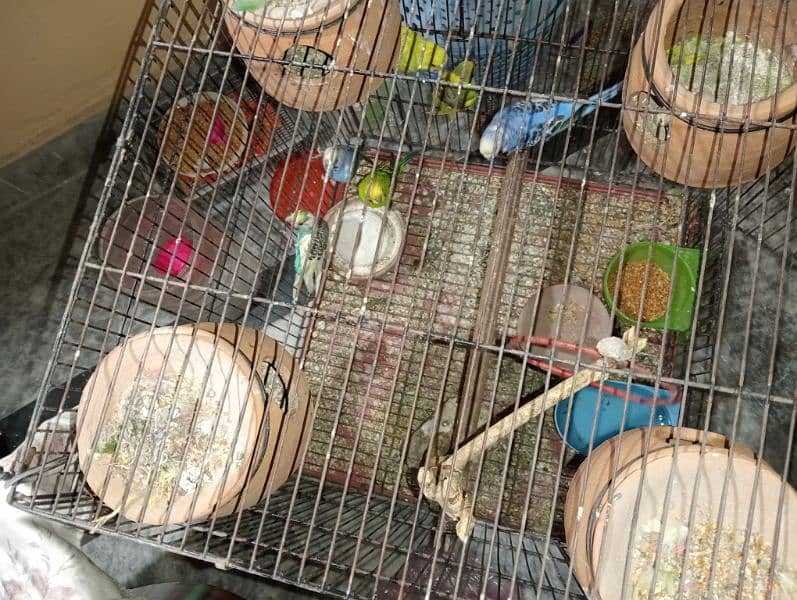 Australian parrots for sale in handsome price 4