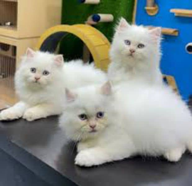 Persian kittens for urgent sale  My Whatsapp number 03473694899 0