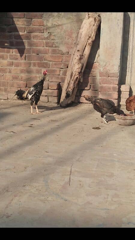 Breeder Aseel Pair @seelpakistan 0