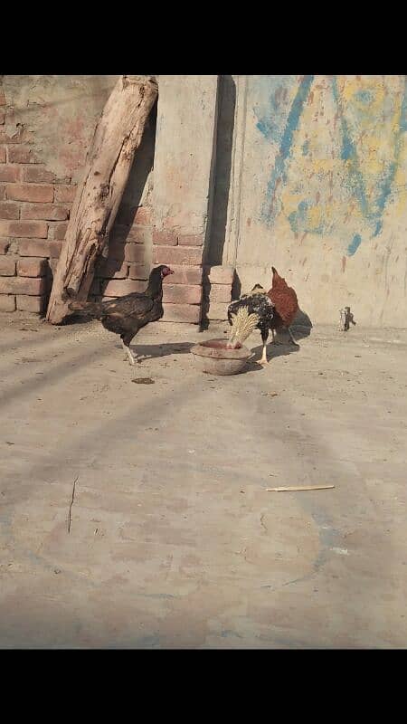 Breeder Aseel Pair @seelpakistan 1