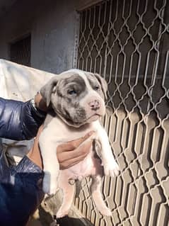 American pitbull female puppy