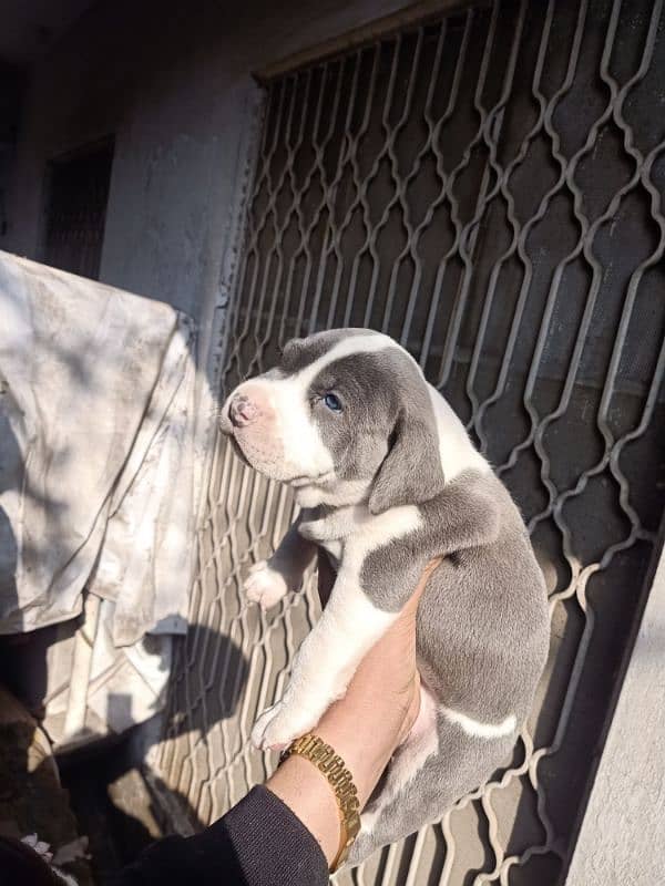 American pitbull female puppy 1