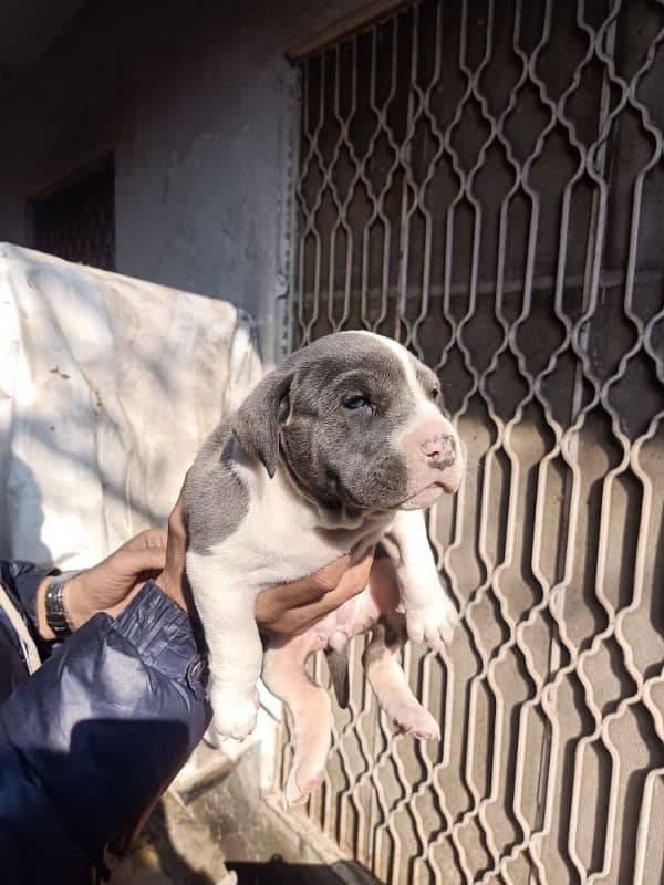 American pitbull female puppy 3