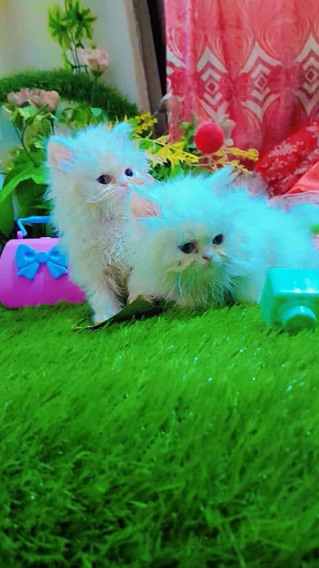 Persian kittens for urgent sale  My Whatsapp number 03473694899 0