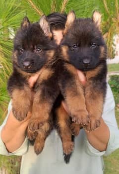 German shepherd proper long coat pair