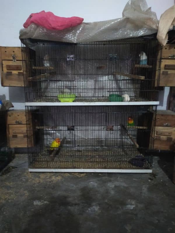 Lsani male patha and love birds plus cages. 11