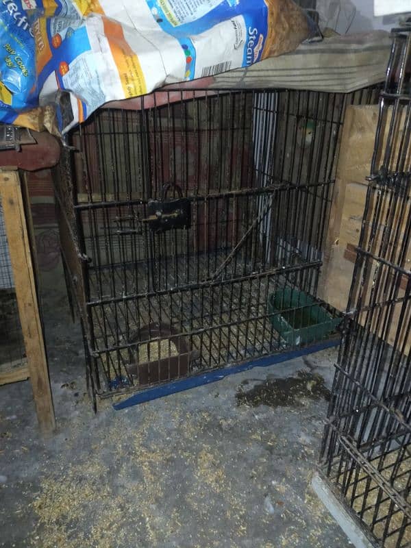 Lsani male patha and love birds plus cages. 12