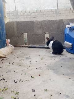 two rabbits and with one baby.