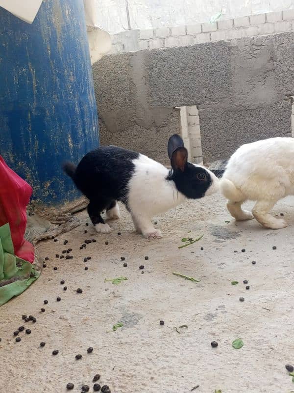 two rabbits and with one baby. 2