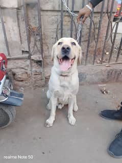 British Labrador