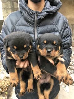 Rottweiler puppy