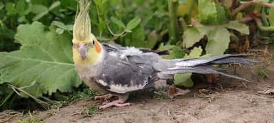 Australian Cockatiel