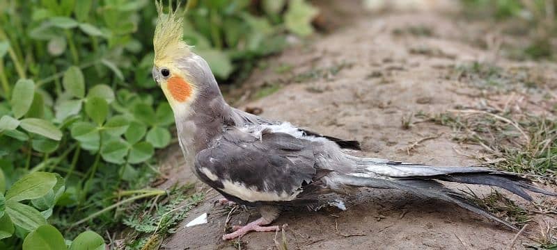 Australian Cockatiel 1