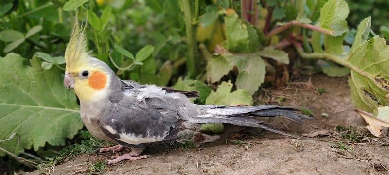 Australian Cockatiel 2