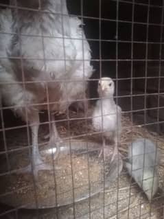 aseel Chicks available