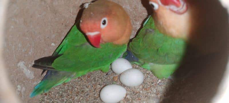 Fisher Breeder Pair With Eggs Confirm Breeder Pair 1