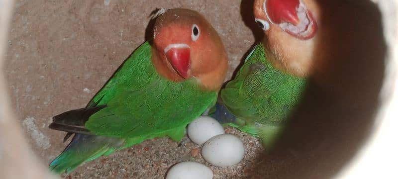 Fisher Breeder Pair With Eggs Confirm Breeder Pair 2