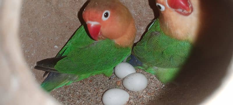 Fisher Breeder Pair With Eggs Confirm Breeder Pair 3