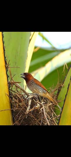 munia finch available for sale in lahore 1500. pair