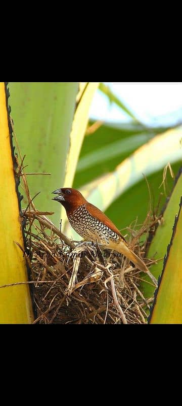 munia finch available for sale in lahore 1500. pair 0