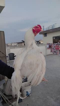 Heera aseel male females for sale