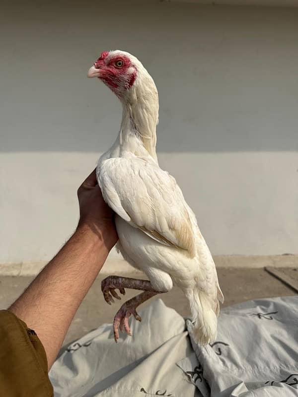 Heera aseel male females for sale 1