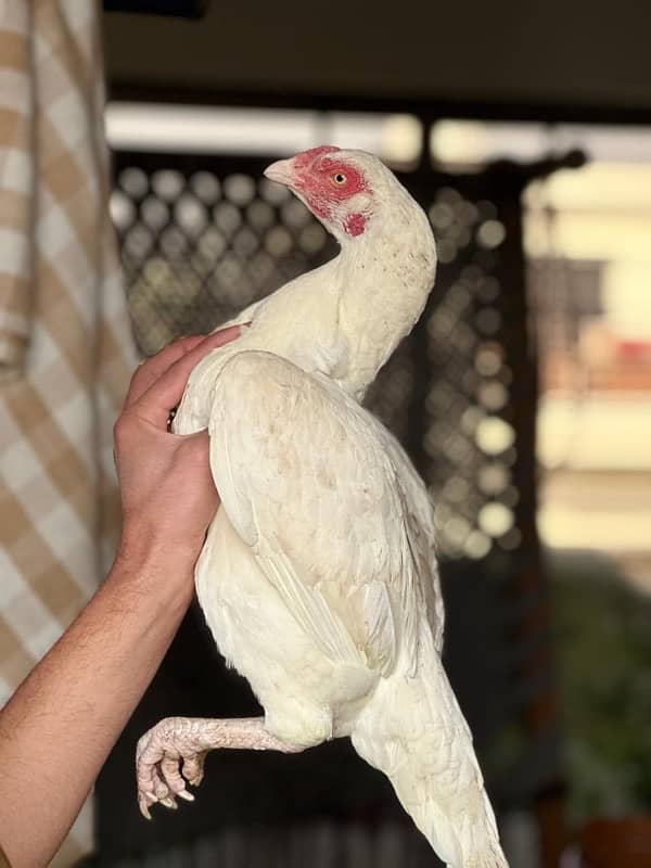 Heera aseel male females for sale 2