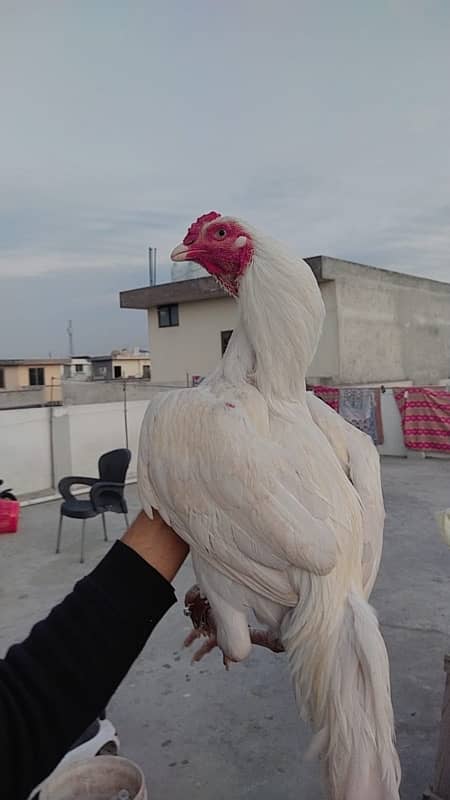 Heera aseel male females for sale 6