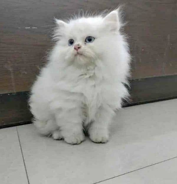 Persian cat 1