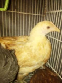 misri golden hen 6 to 7 month