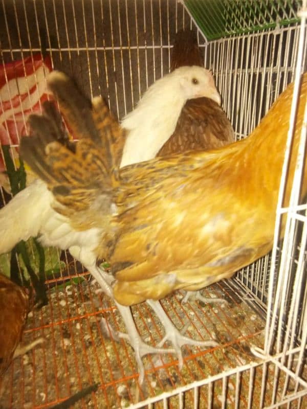 misri golden hen 6 to 7 month 1