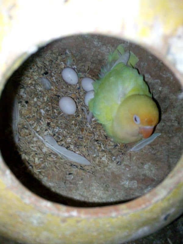 pastel ino pair with chicks 2