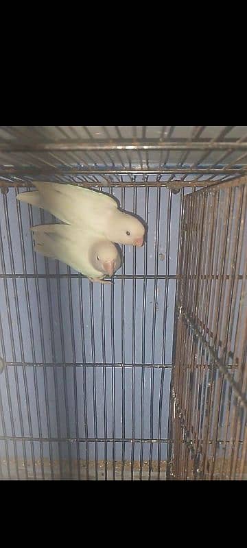 Albino Black Eyes Breeder Pair Healthy and Active 0