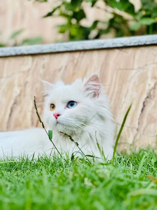 cat khobsurat ha 0