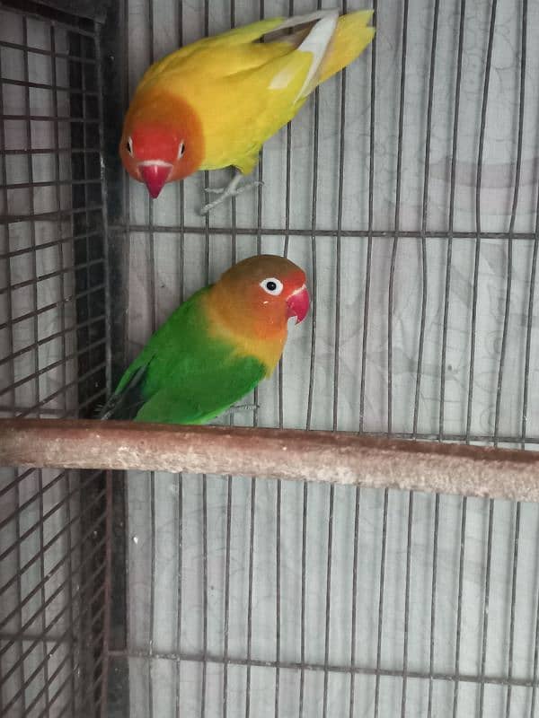 breeder pair hai breeding kar chuke hain 1