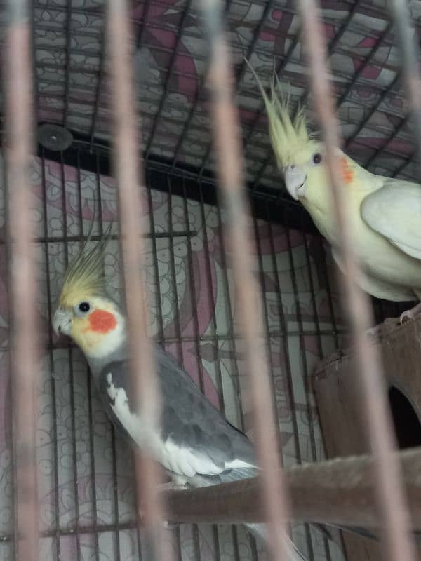 breeder pair hai breeding kar chuke hain 2