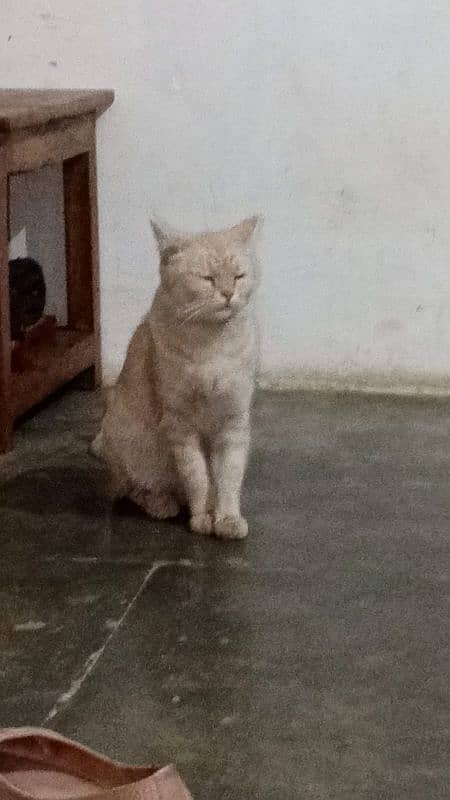 cat for sale hai jis na lyni hai rabta karyyy 2