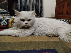 Persian cat