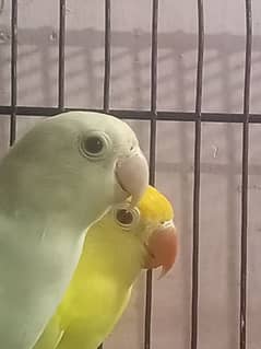 Cremino Albino pal fIiow breeder pair