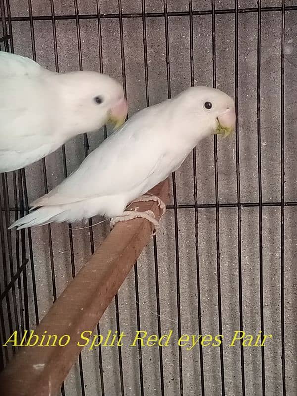 Cremino Albino pal fIiow breeder pair 7