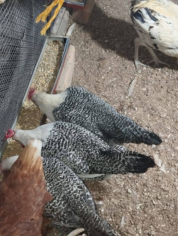 Pure Misri (Egyptian Feyumi) egg laying hen 0