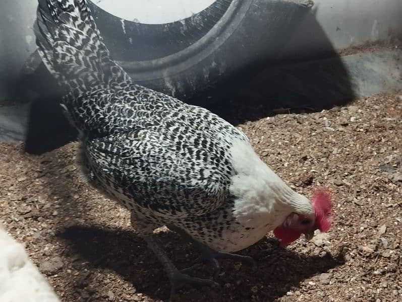 Pure Misri (Egyptian Feyumi) egg laying hen 1